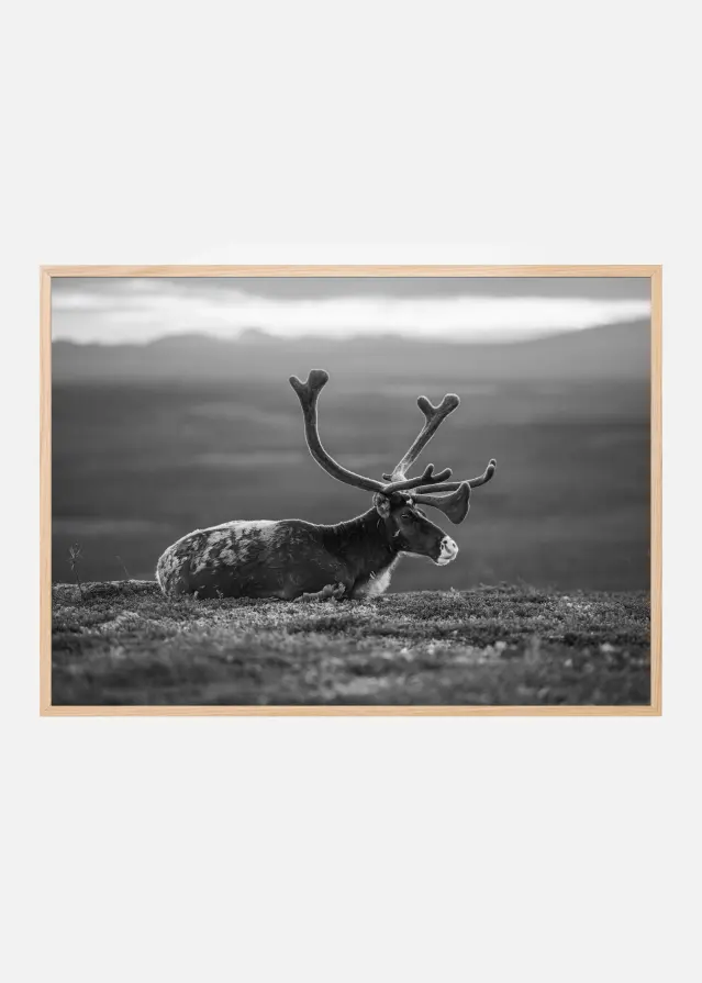 Resting reindeer Juliste