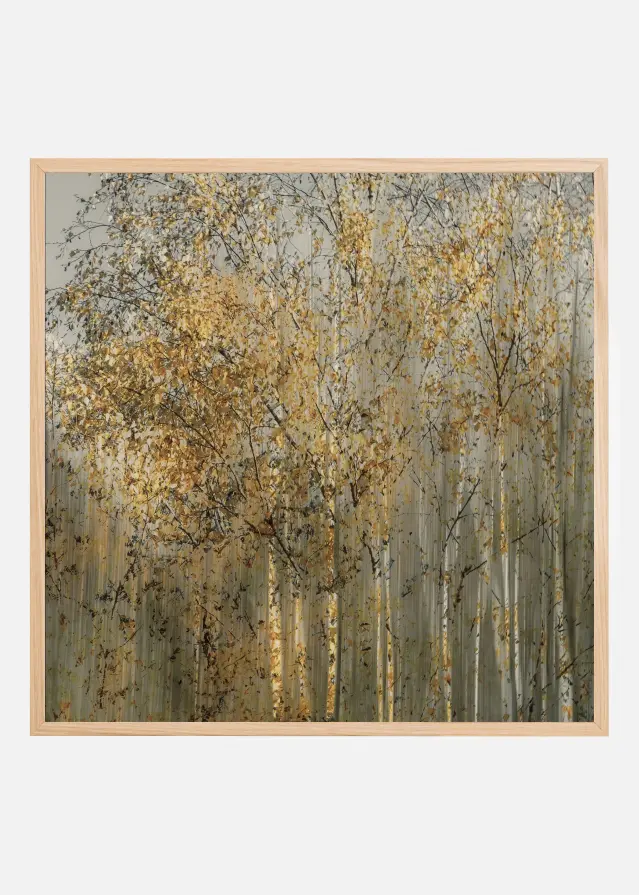 Birch impression Juliste