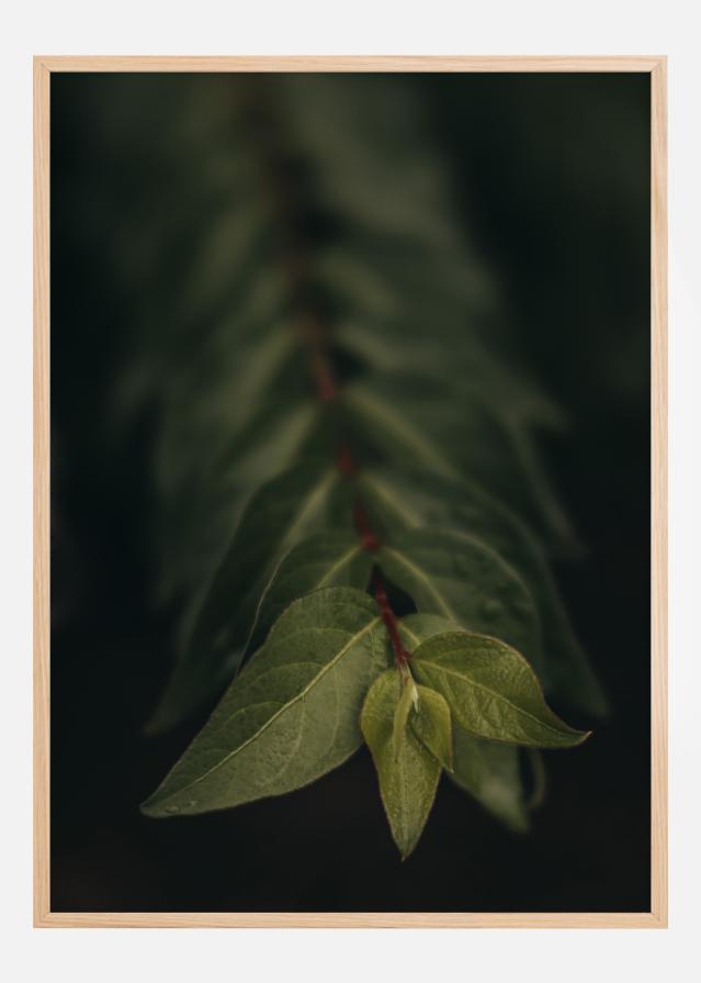 Blurry Branch Juliste