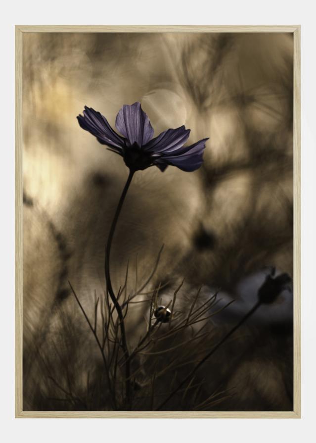 The Dancing Queen Juliste