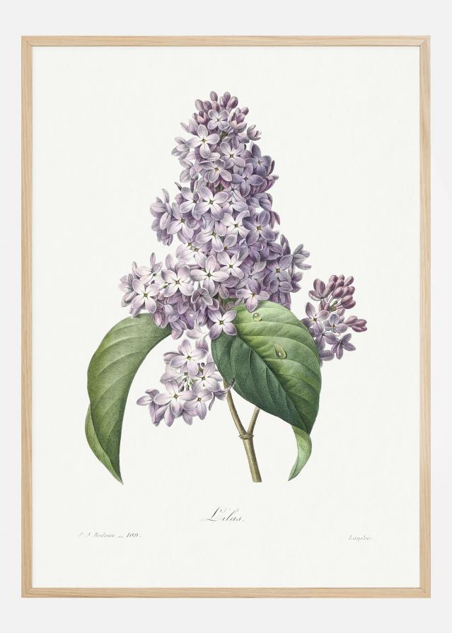 Lilac Flower Juliste