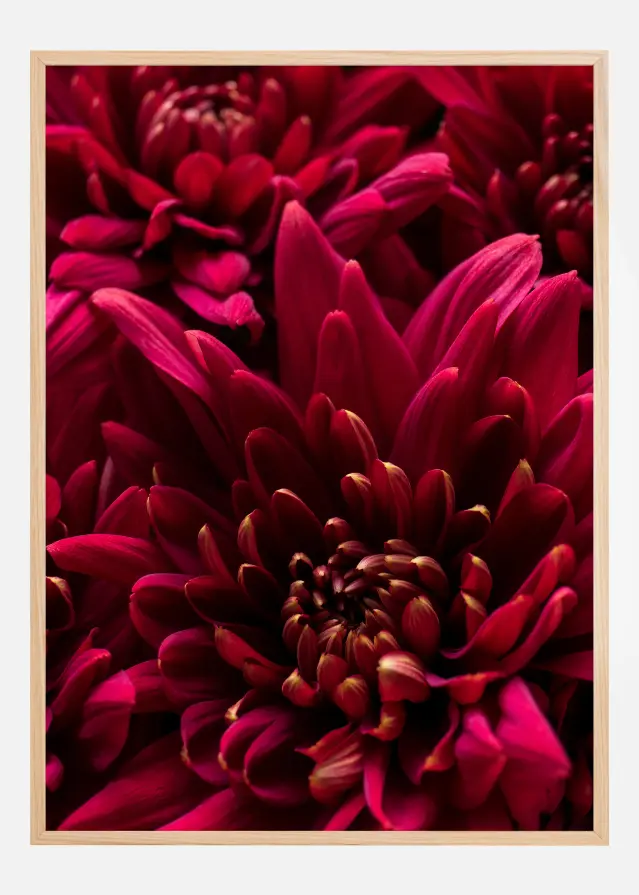 Cerise Flower Juliste