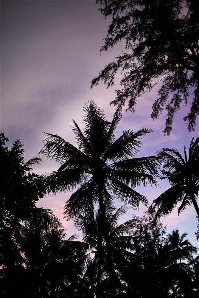 Sunset Palms Juliste