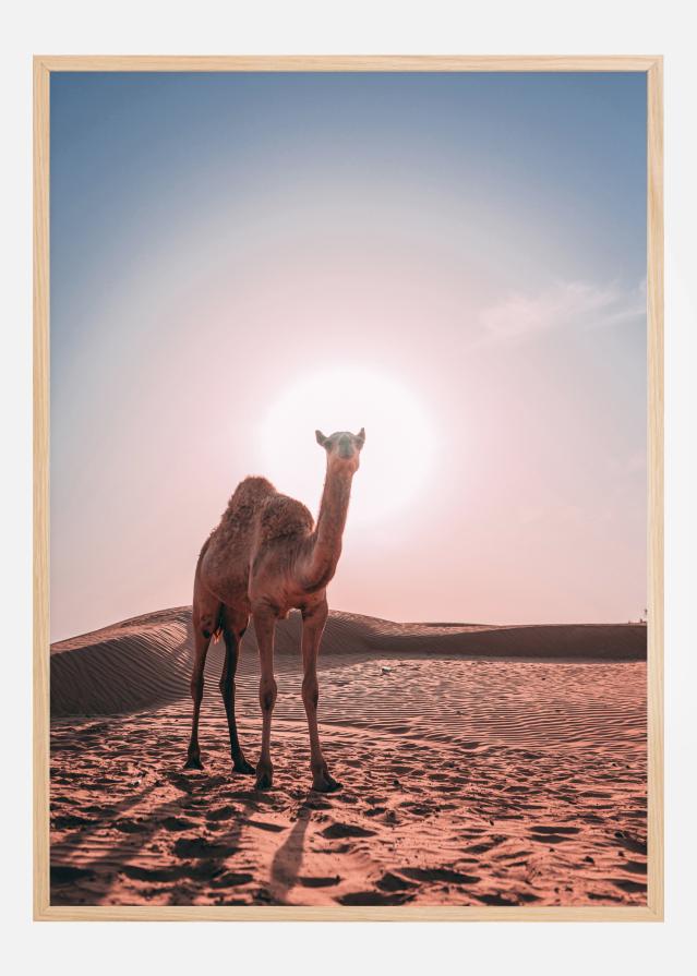 Camel Juliste