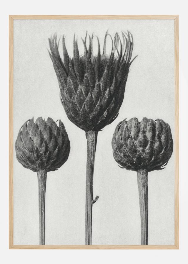 Grey Flower IV Juliste