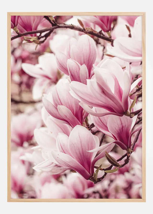 Magnolia Tree Juliste