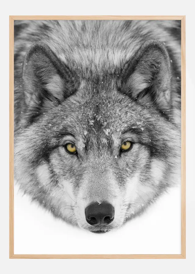 Yellow eyes Timber Wolf Juliste