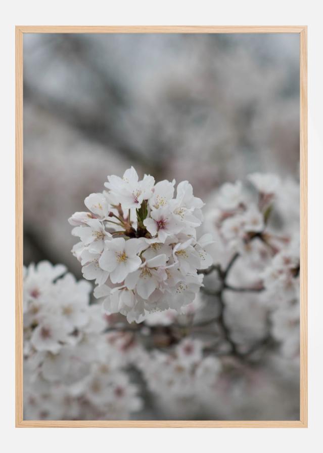 Cherryblossom Juliste