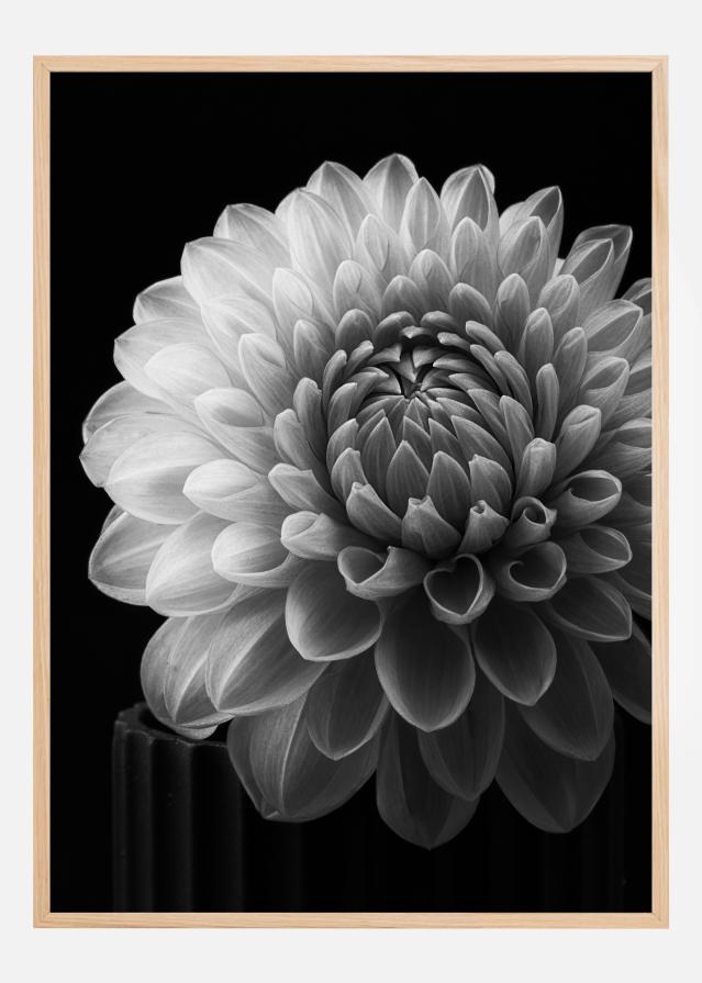 Dahlia Juliste