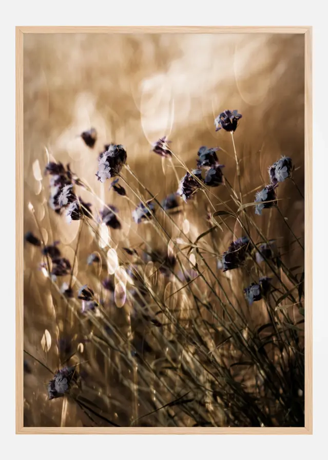 To Be Free In Light Juliste