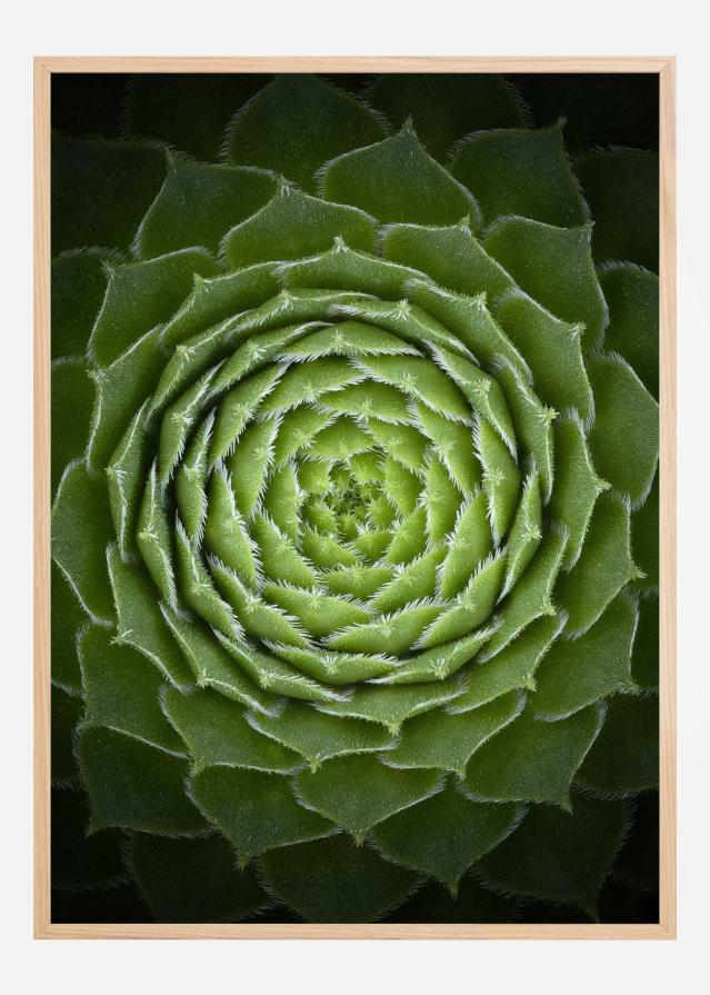 Succulent Juliste