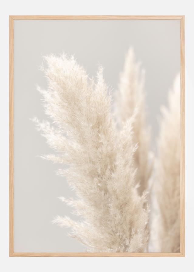 Pampas Grass IIII Juliste