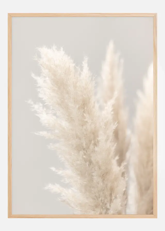 Pampas Grass IIII Juliste