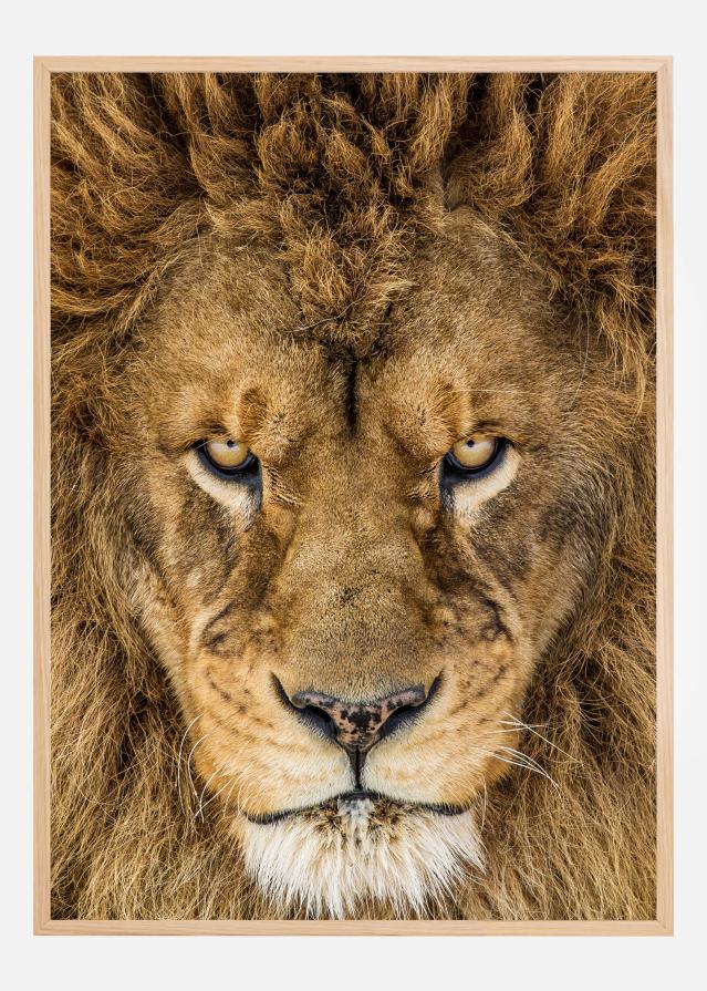 Serious Lion Juliste