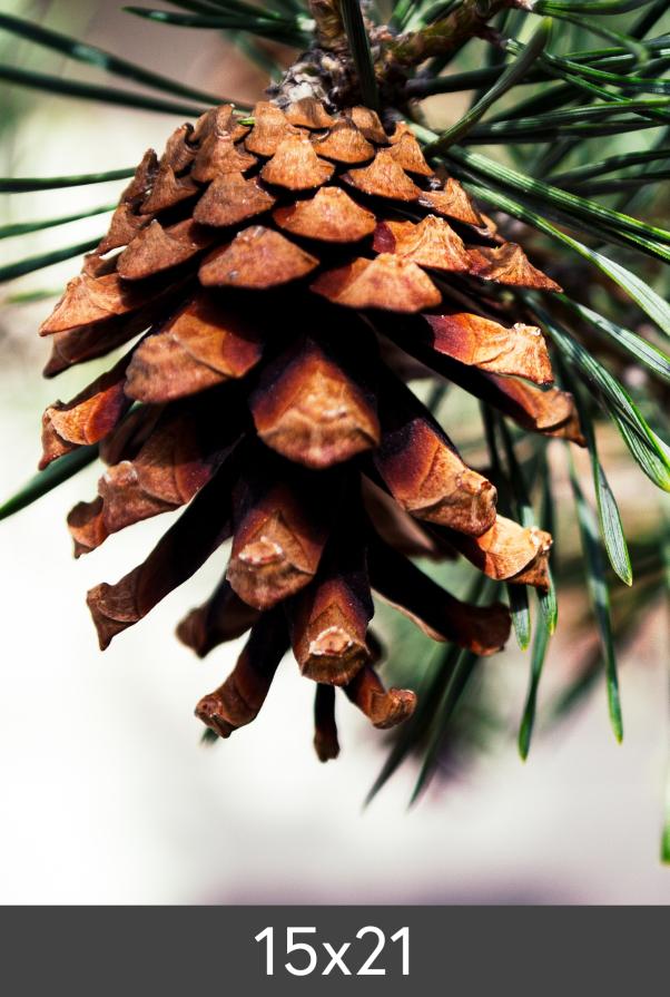 Suurennos FineArt Bamboo 290 g