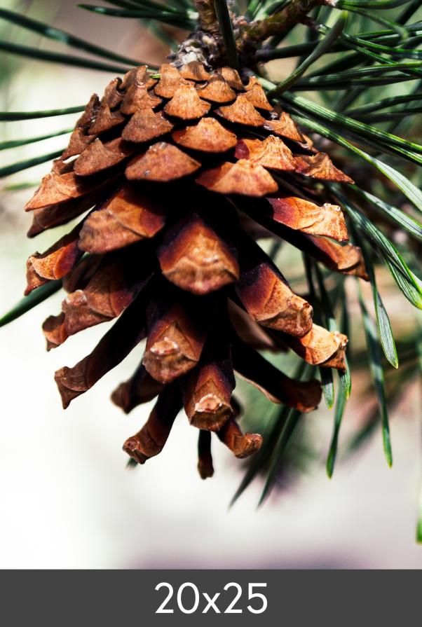 Suurennos FineArt Bamboo 290 g