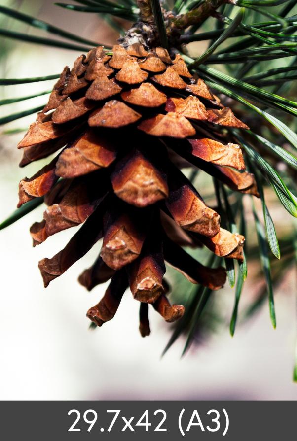 Suurennos FineArt Bamboo 290 g