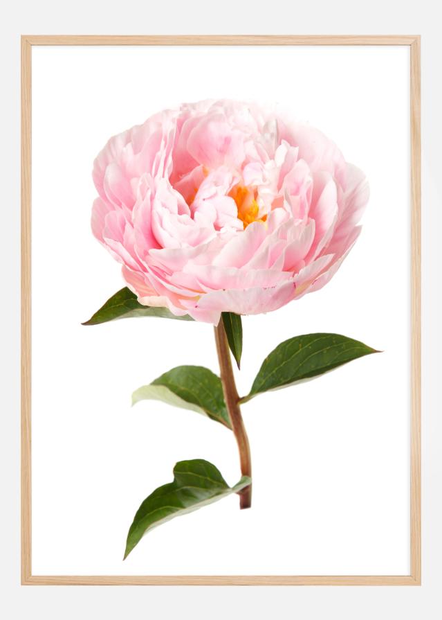 Peony Juliste