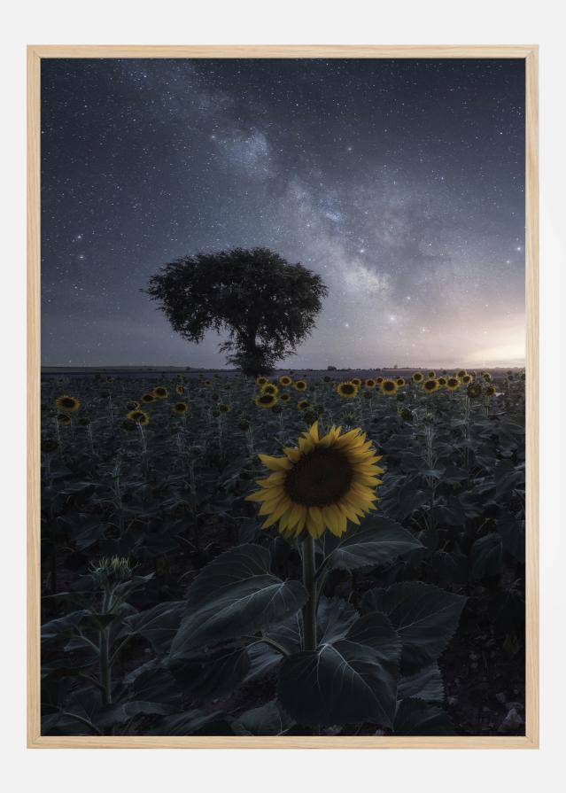 Starsflowers Juliste