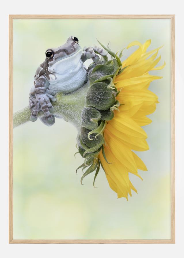 Frog Sunshine Juliste