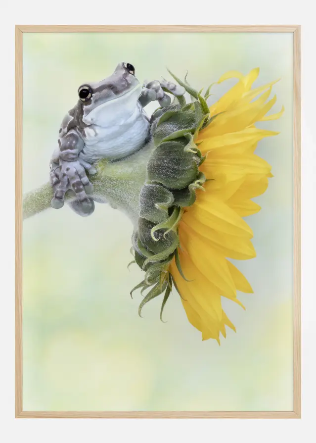 Frog Sunshine Juliste