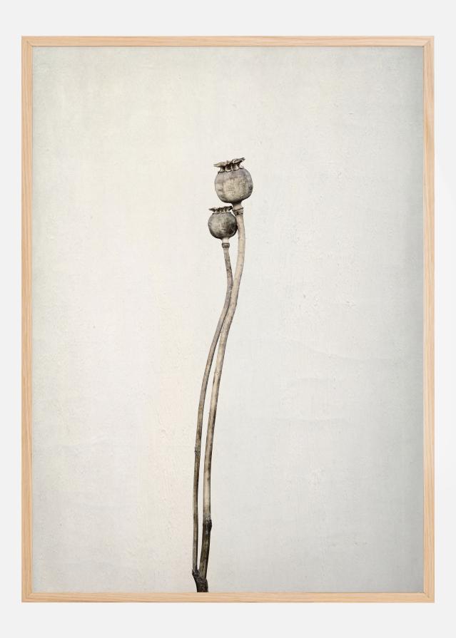 Two Old Poppies Juliste