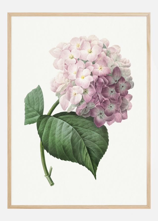 Hydrangea Macrophylla Juliste