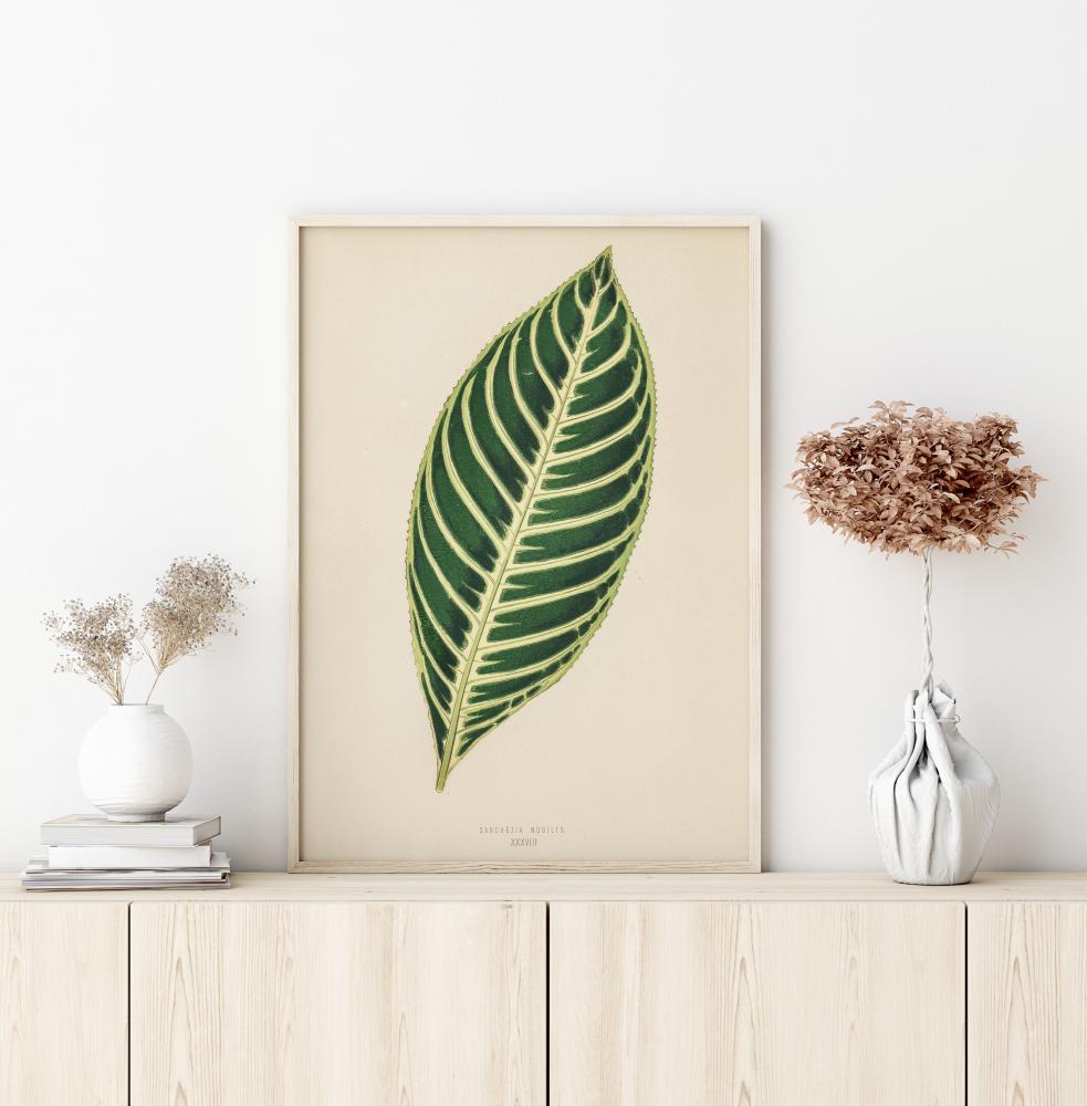 Diefenbachia Juliste