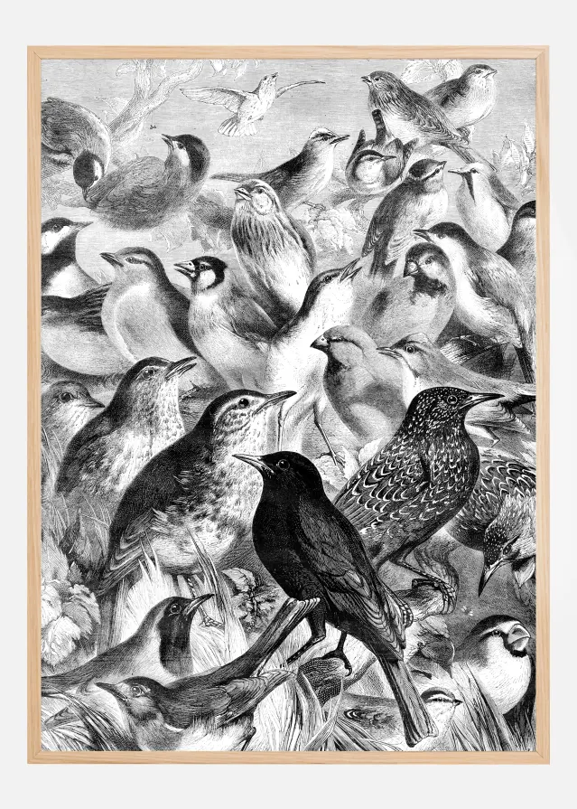Birds Juliste