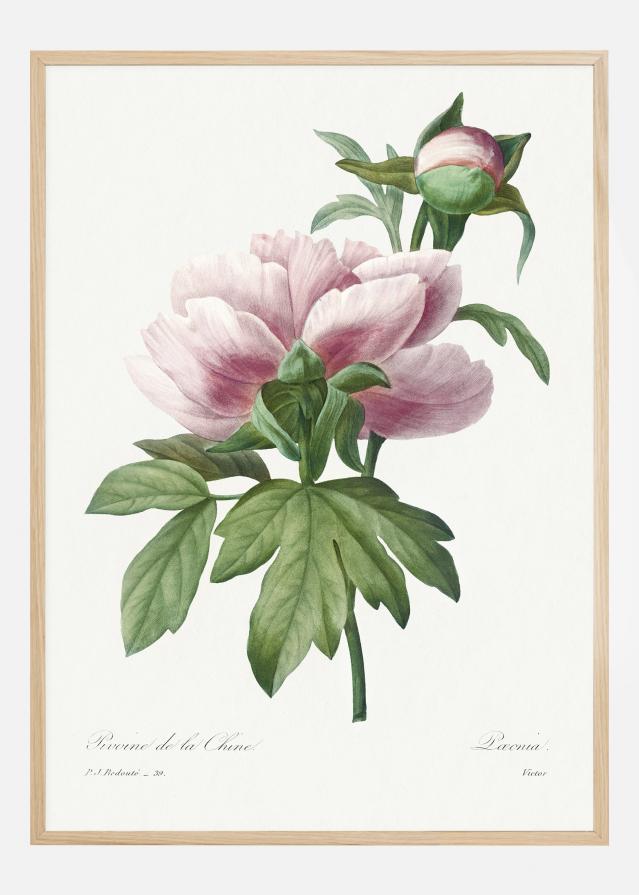 Peony Juliste