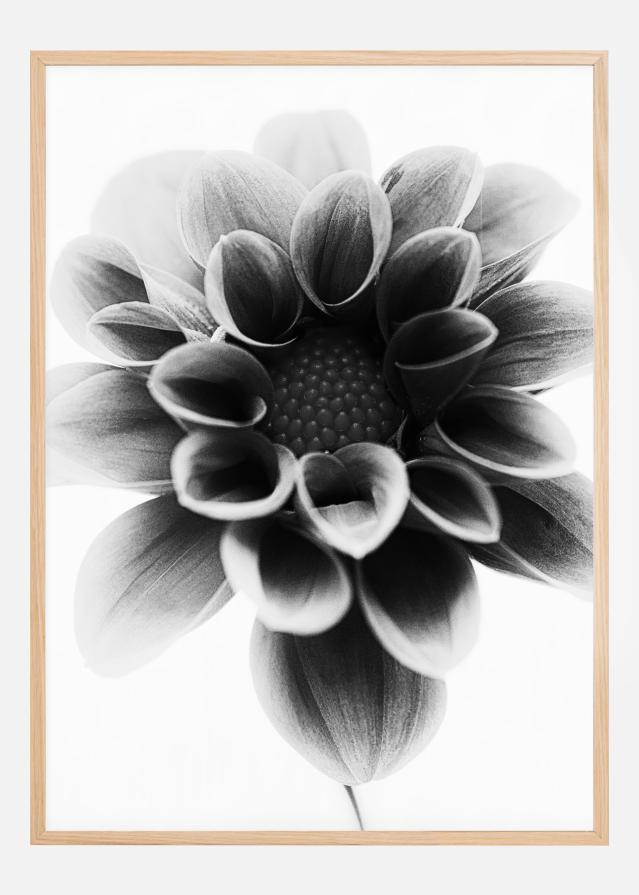 Dahlia Juliste
