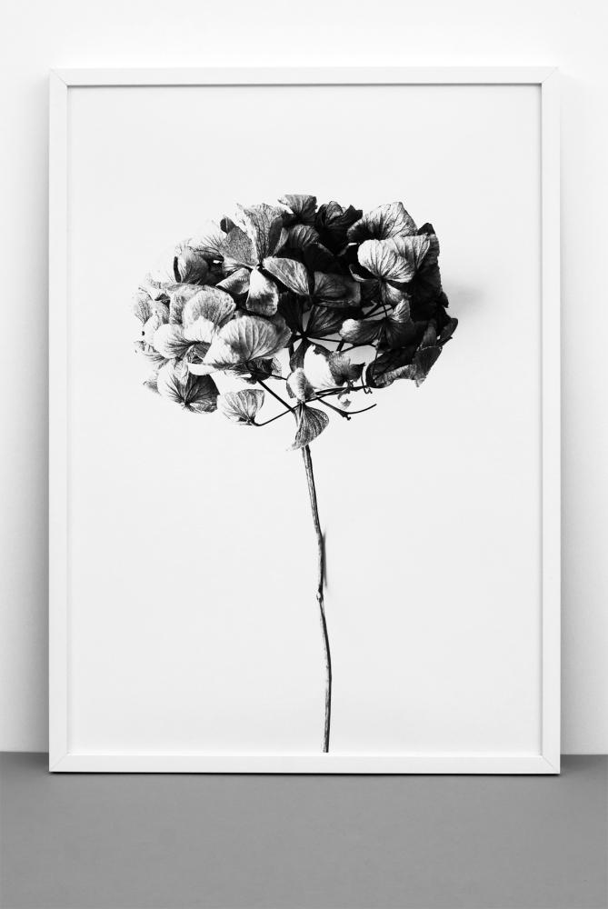 One Must Dash - Honey Honey - 50x70 cm