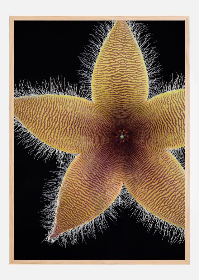 Stapelia grandiflora Juliste