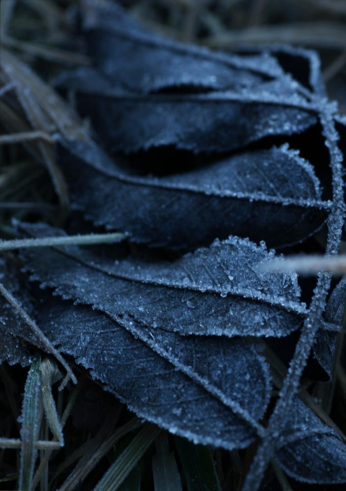 One Must Dash - Frost - 30x40 cm