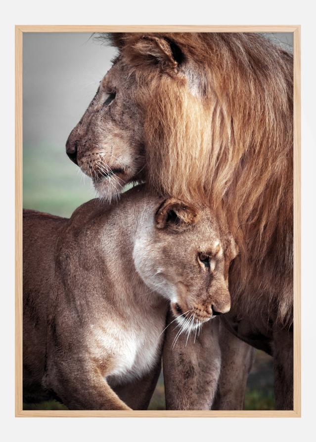 Wild Lion Love Juliste