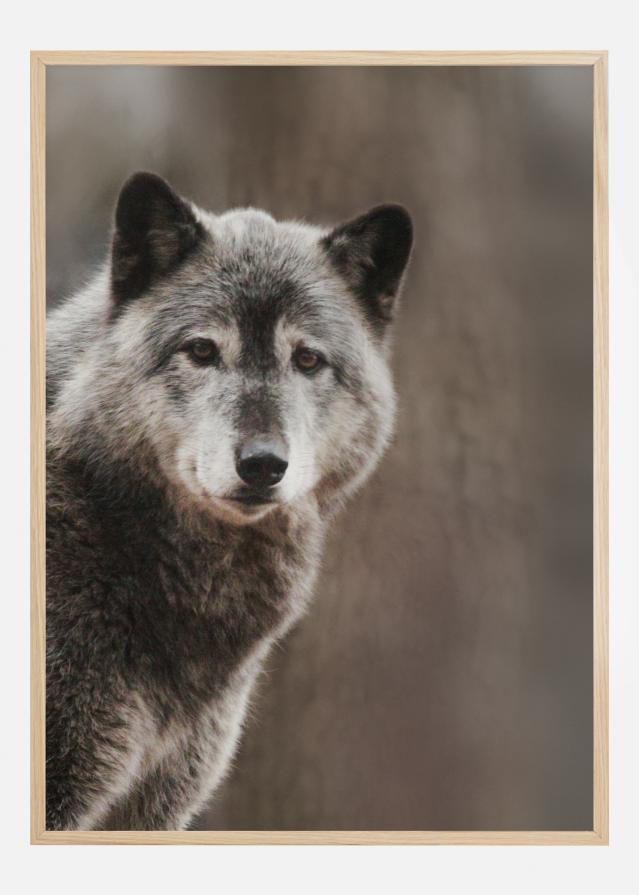 Wolf Juliste