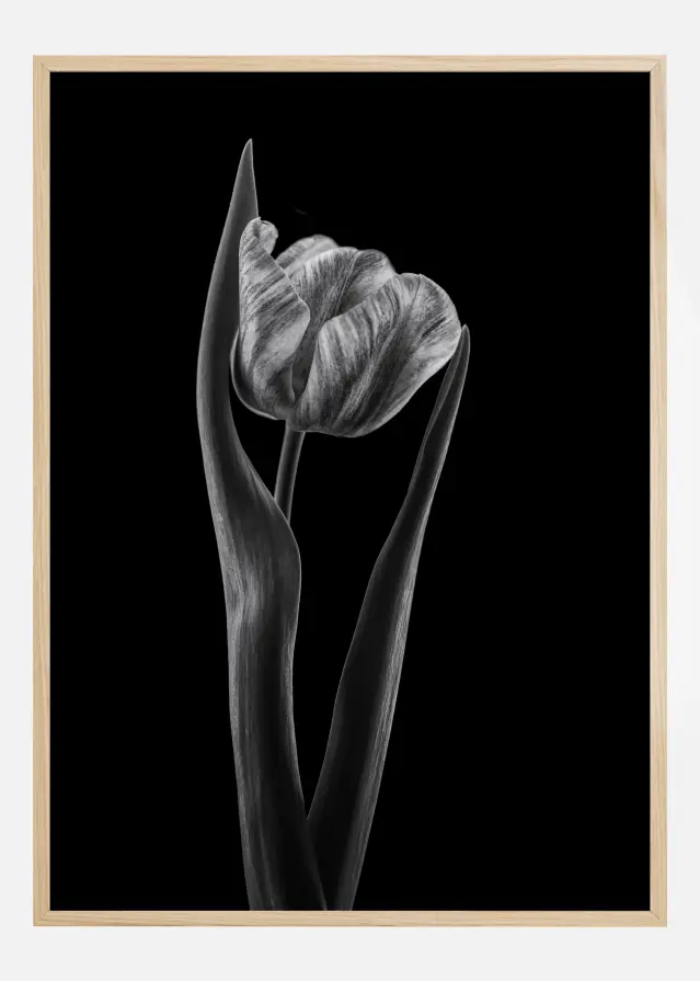 Rembrandt Tulip Juliste