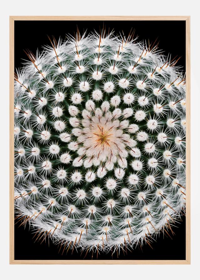Notocactus scopa Juliste