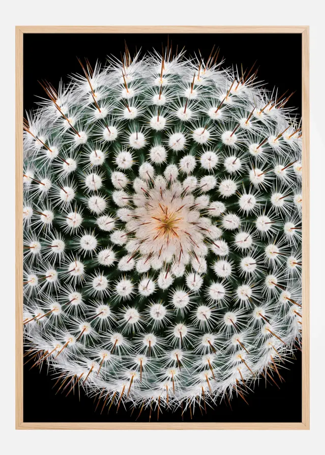 Notocactus scopa Juliste