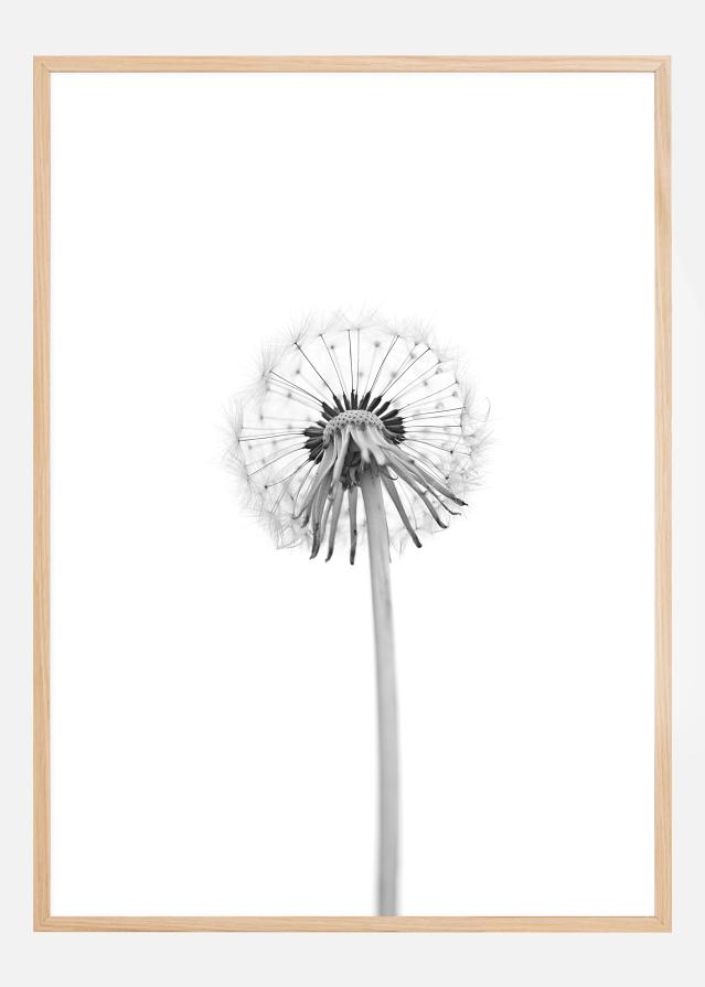 Dandelion Juliste