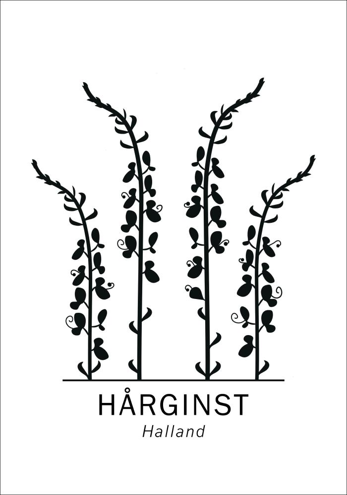 Hårginst - Halland Juliste