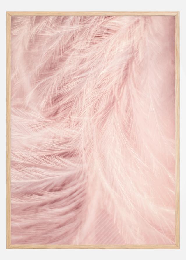 Pink Feathers Juliste