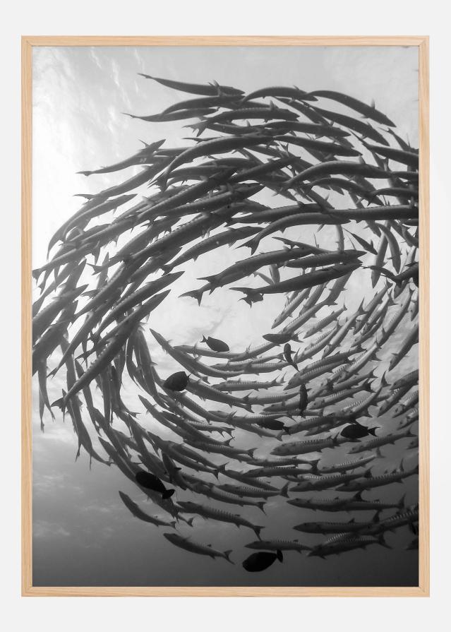 Barracuda Tornado Juliste