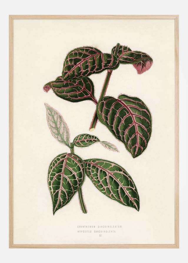 Plectranthus Scutellarioides Juliste