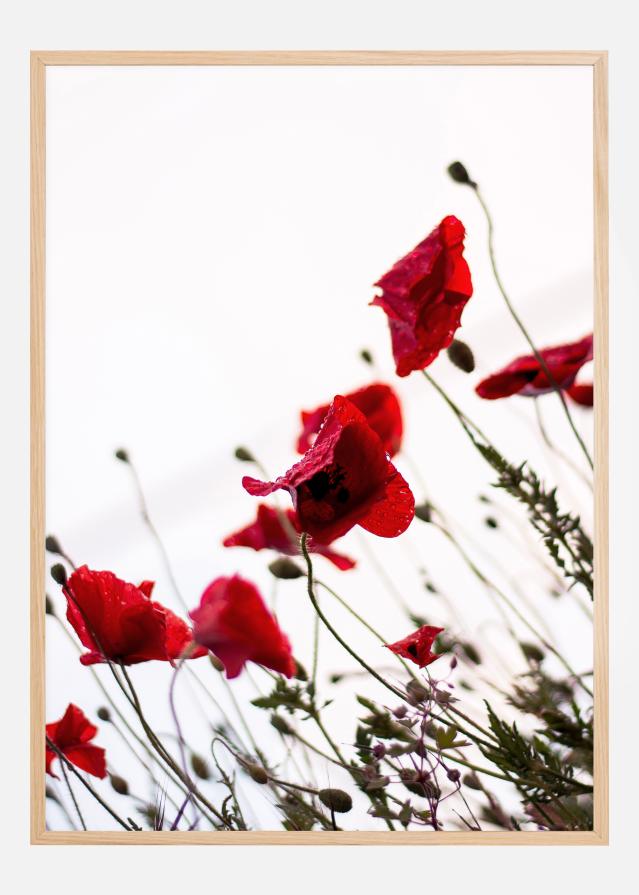 Poppy Juliste