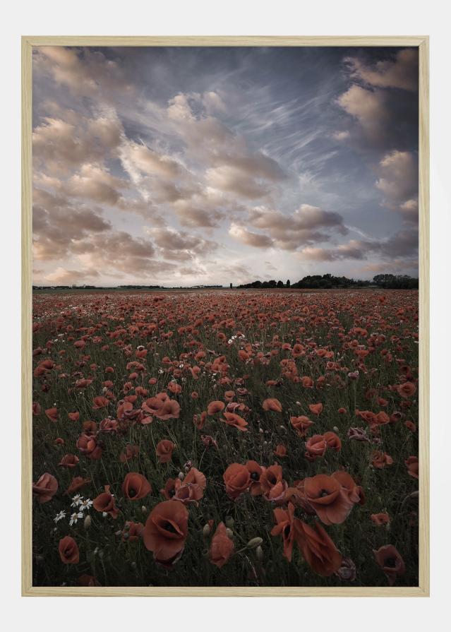 Poppy Field In Sweden Juliste