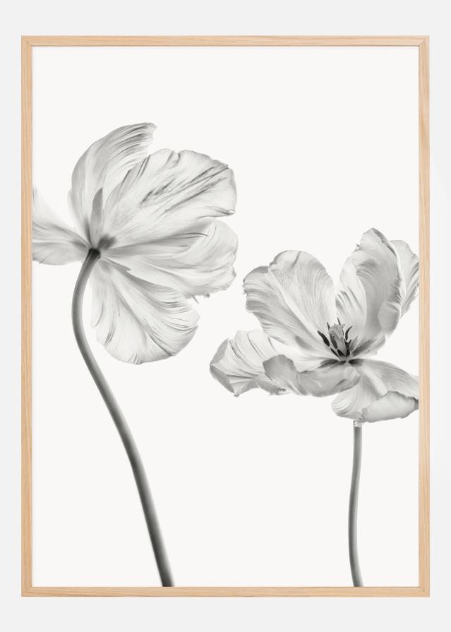 Same tulip front and backview Juliste