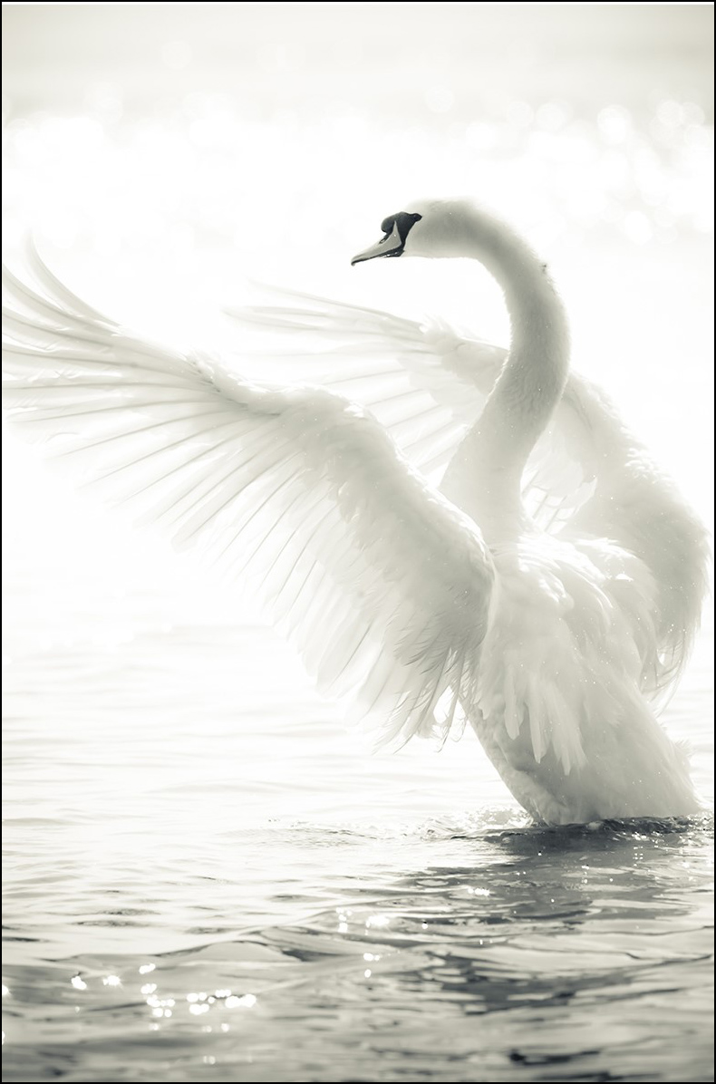 Swan Juliste