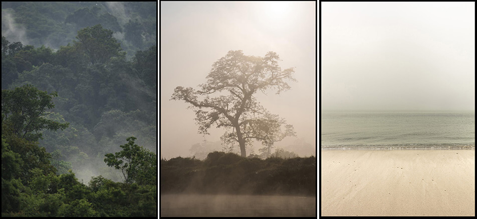 Kolme luontoaiheista julistetta - sademetsä, sumun ympäröimä puu, tyhjä ranta